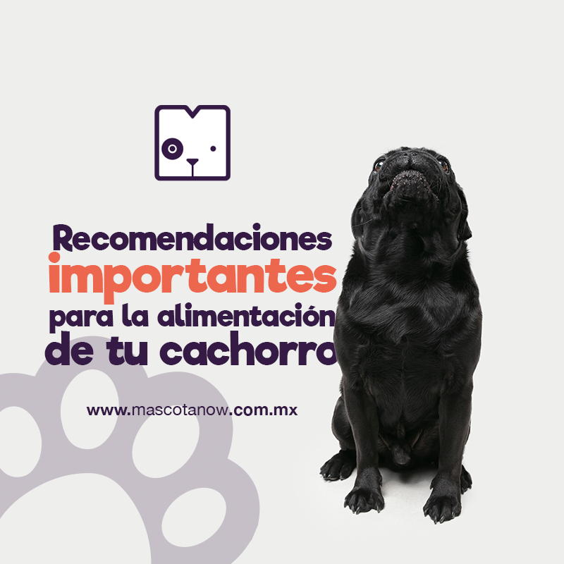 Recomendaciones importantes para la alimentación de tu cachorro