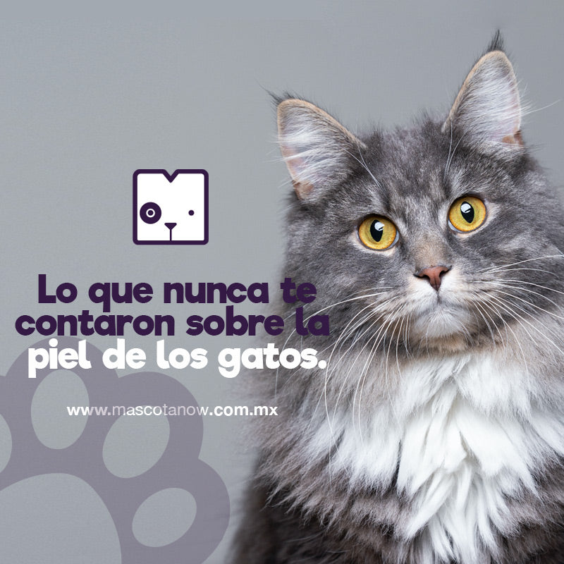 Lo que nunca te contaron sobre la piel de los gatos