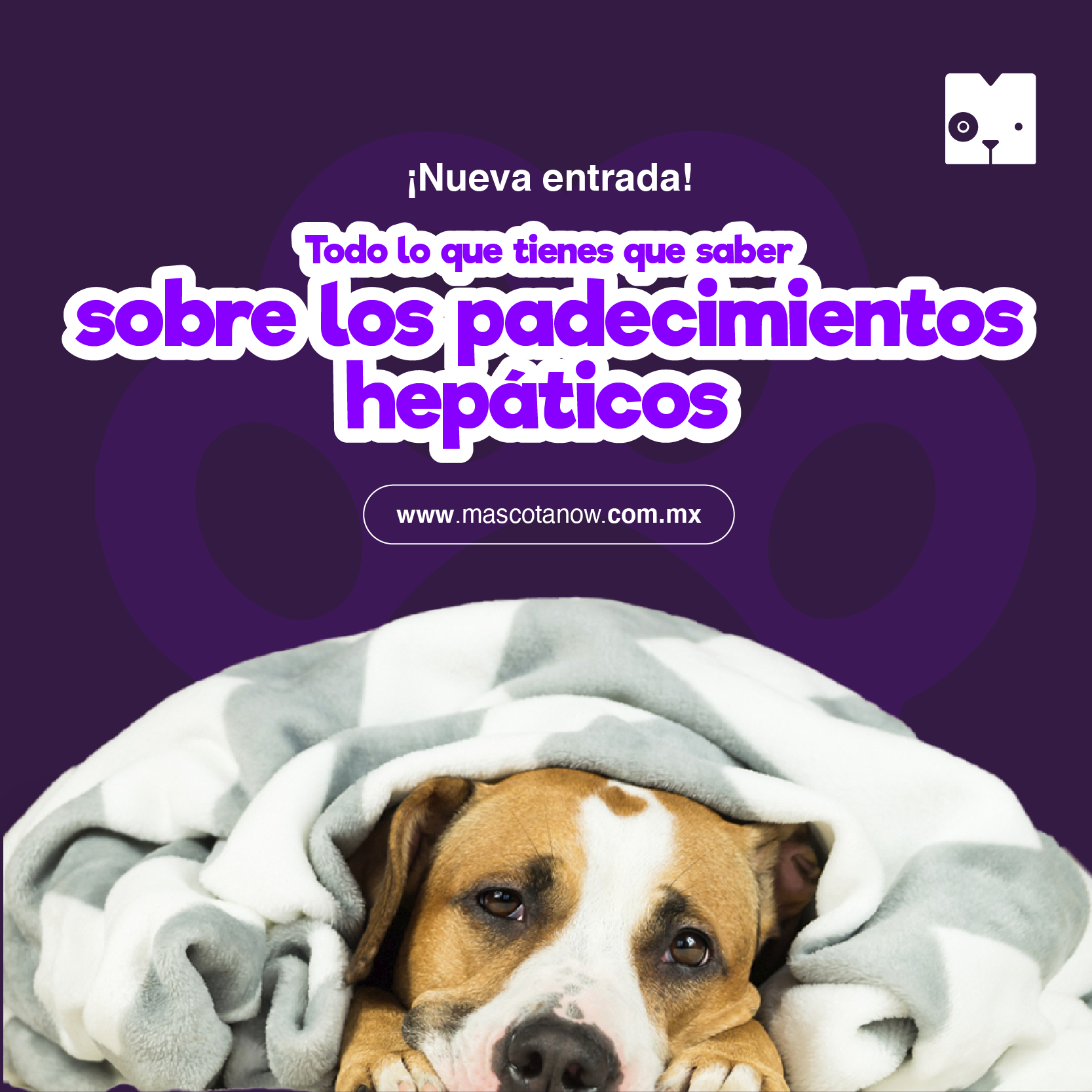 Todo lo que tienes que saber sobre los padecimientos hepáticos 