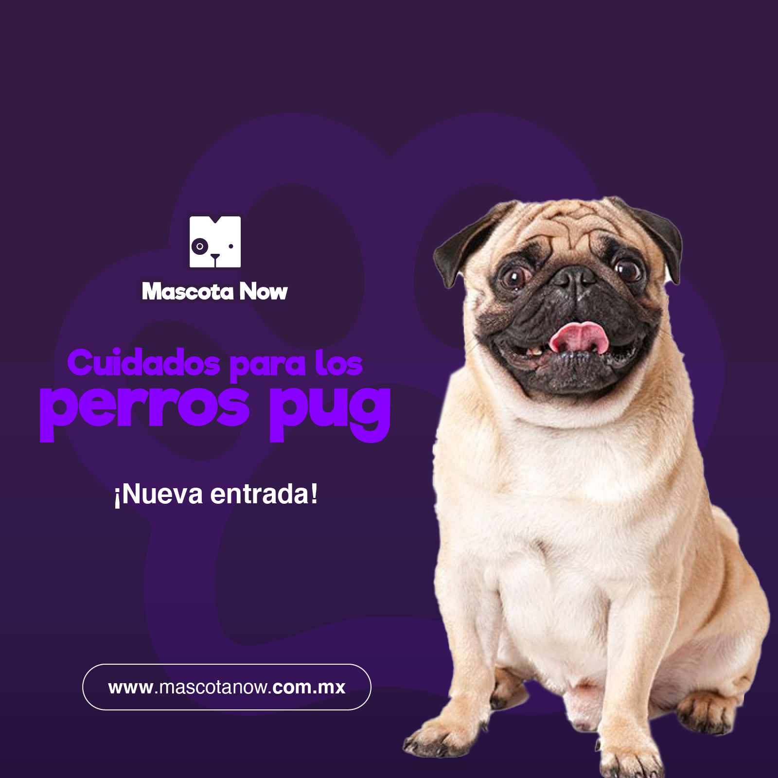 Cuidados para los Pug