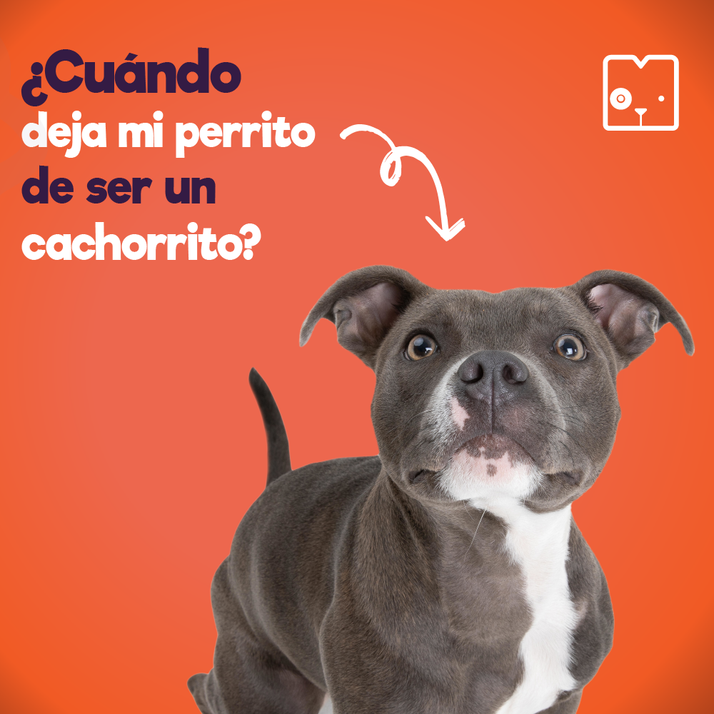 ¿Cuándo deja mi perrito de ser un cachorro?