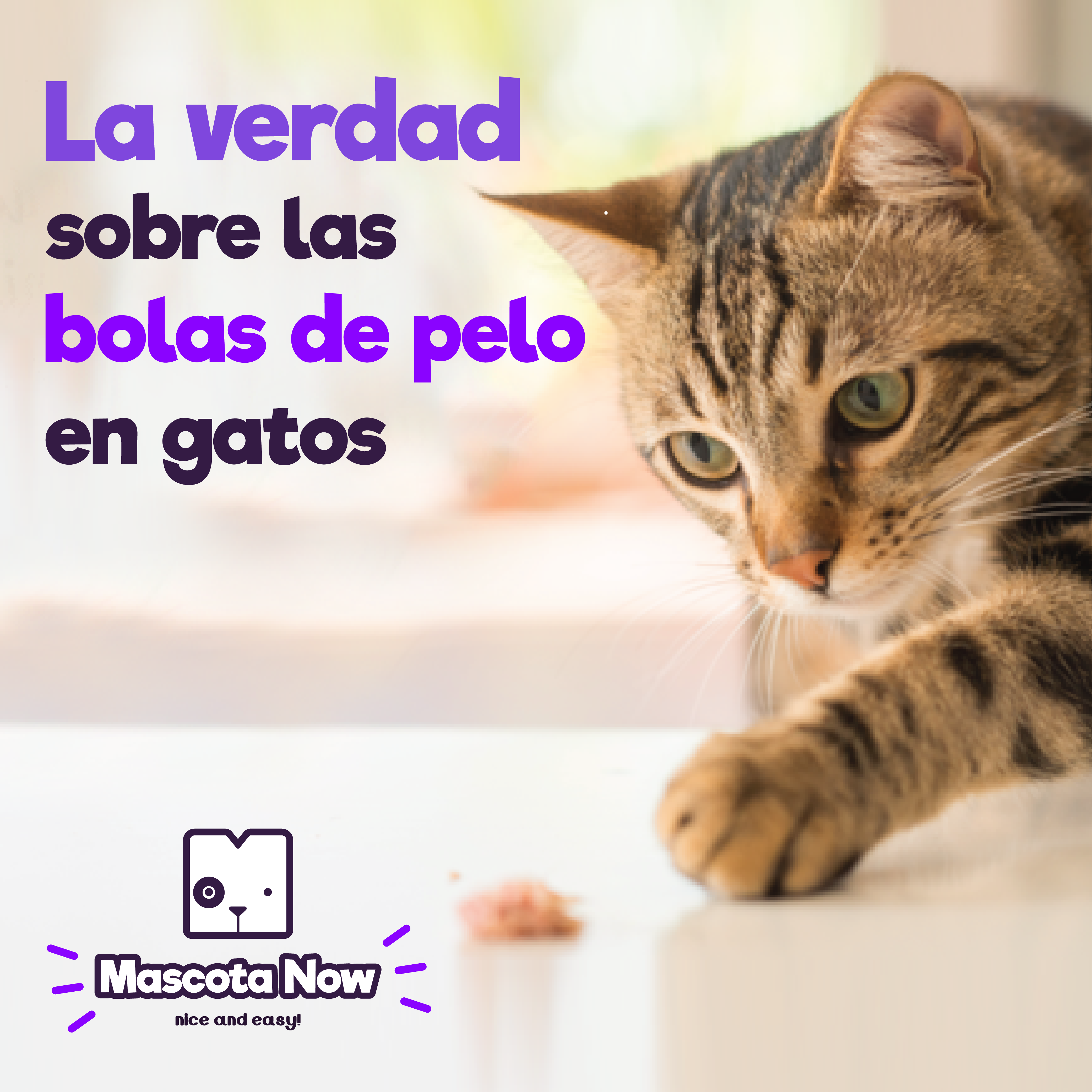 La verdad sobre las bolas de pelo en gatos.