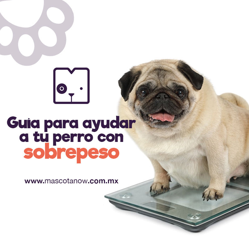 Guía para ayudar a tu perro con sobrepeso