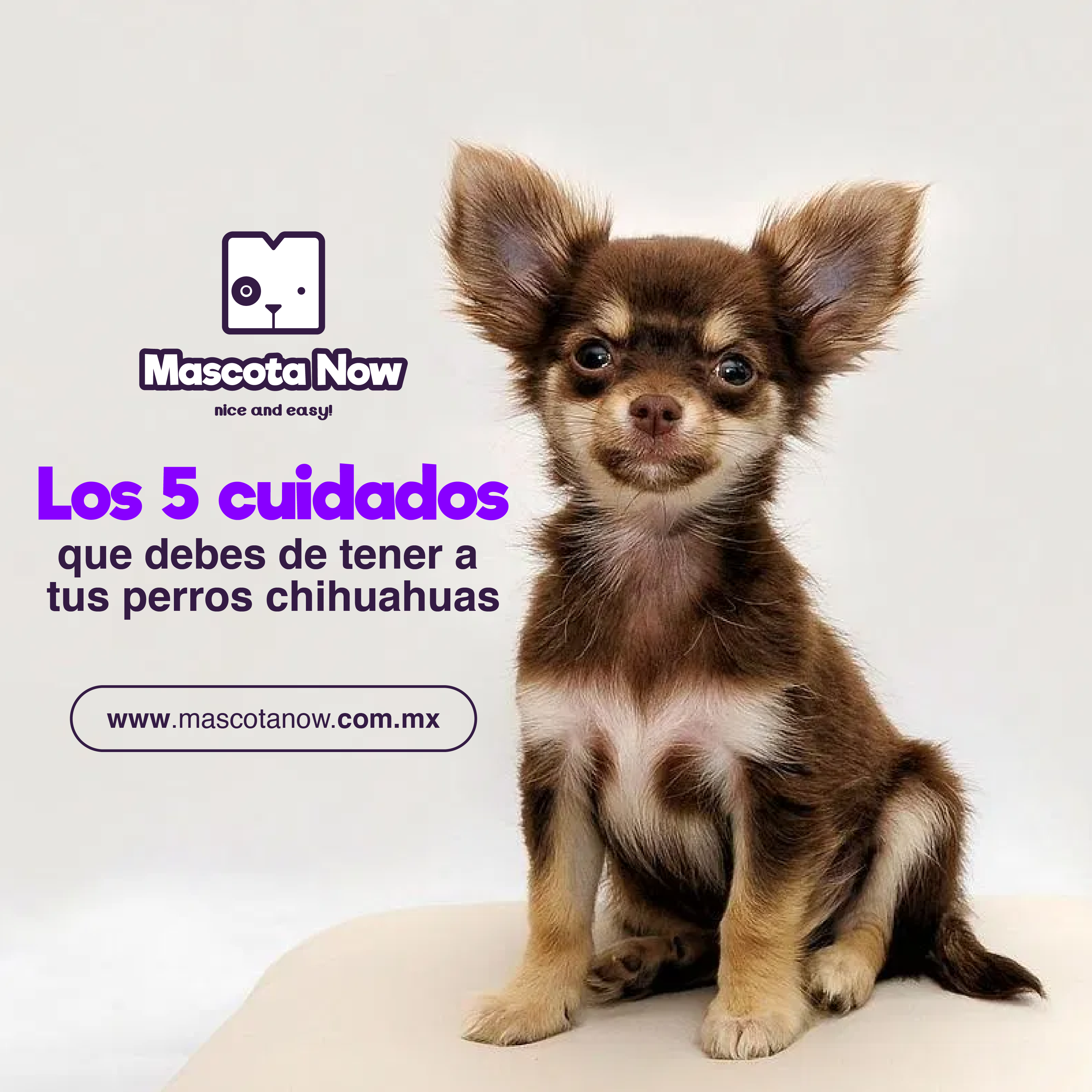 Los 5 cuidados que debes tener con tus perros chihuahua