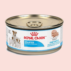 Royal Canin Starter Mousse Humedo 170 grs - Mascota Now MX